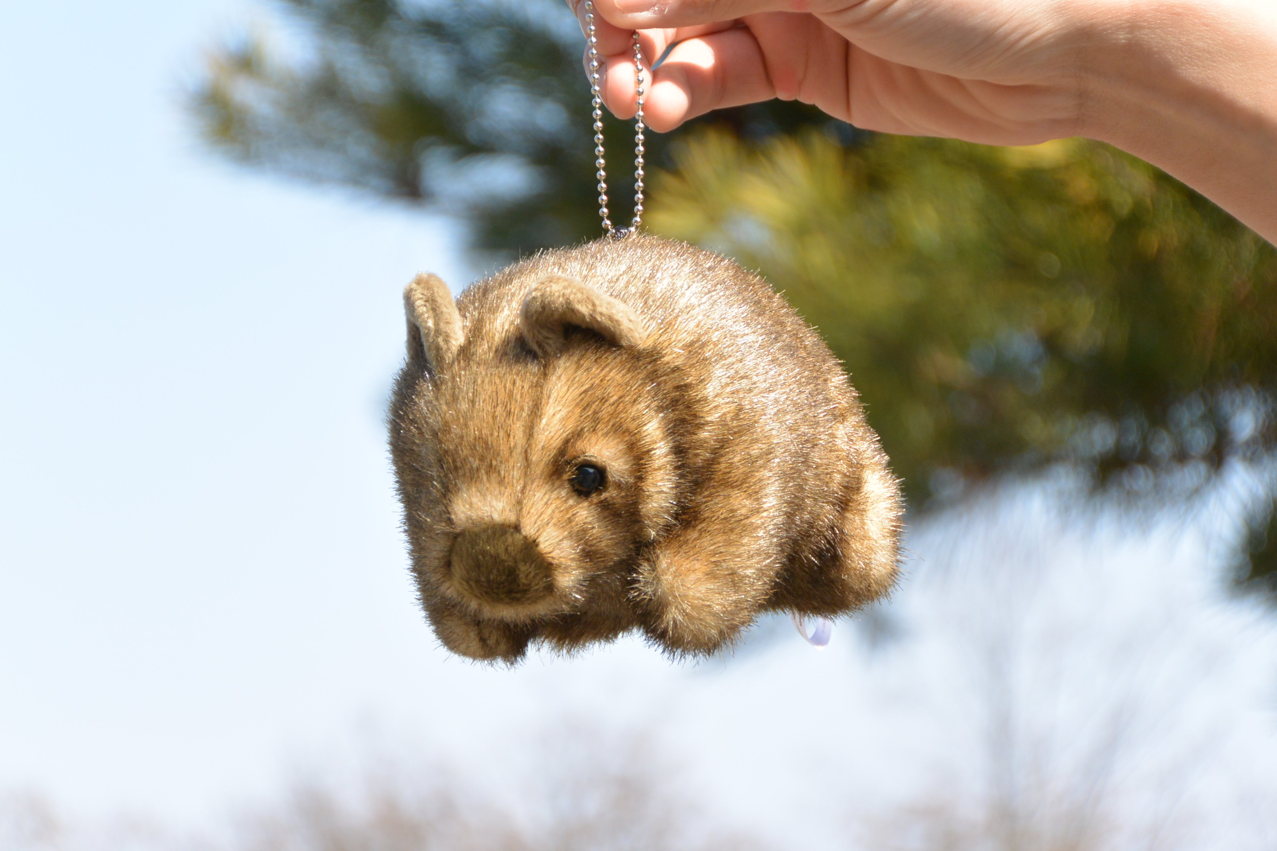 長野市茶臼山動物園【公式】 on X: 