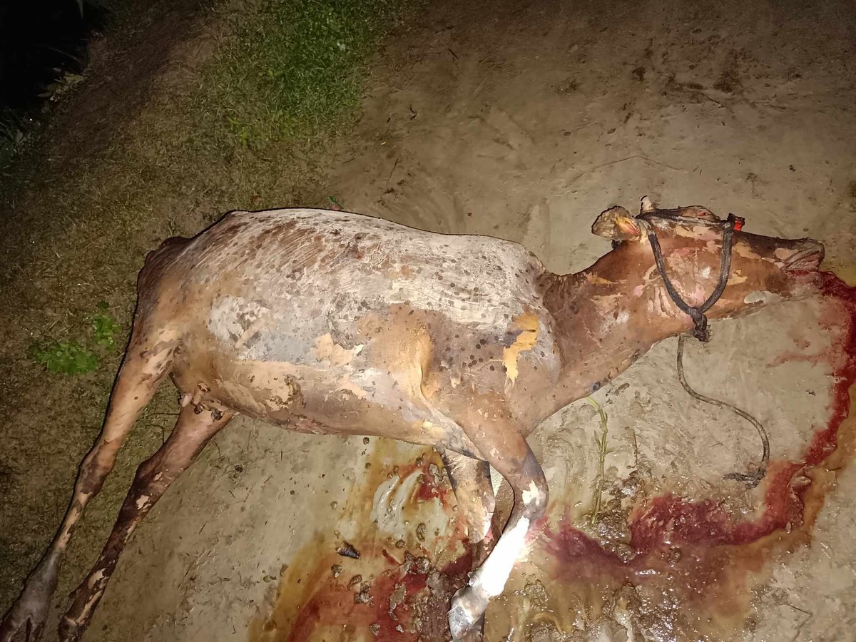 At 1 AM today, miscreants set fire to the house of Amiya Singha, a Buddhist resident of Koisharpara, Boroigaon, Comilla. The fire destroyed their cowshed and killed two cows. 
Incident confirmed by Sangharaj-Jyotipal Mahathera Maitri Parishad.
Source: facebook.com/share/p/6aCeXR…