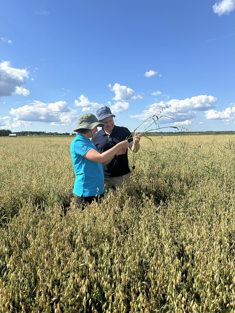 Jo perinteeksi muodostunut ”kaurakierros” vedettiin Isokyrö-Lapua -akselilla kauranjalostaja <a href="/HHaikka/">Hanna Haikka</a> <a href="/Boreal_fi/">Boreal</a> <a href="/TuplaKari/">Kari Alasaari</a> ja <a href="/GFFarmerFI/">Pekka Kultti</a> <a href="/HelsinginMylly/">Helsingin Mylly</a> kanssa helteisessä säässä. Kuvassa #BORLeena, jonka jyvä muistuttaa ”hyvinsyönyttä hyljettä”. Sellaisista mylly tykkää.