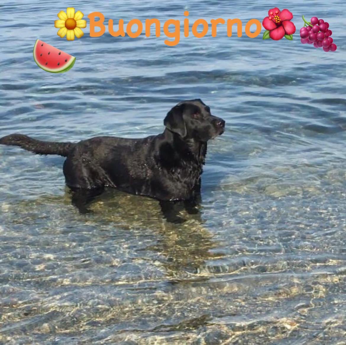 morinatre's tweet photo. UCSN presente al bagno Nettuno.. Livorno 
Esibizione delle unità cinofile 🏖🌊🦮🐕‍🦺Simulazione di Salvataggio https://t.co/wQILXyLFMh