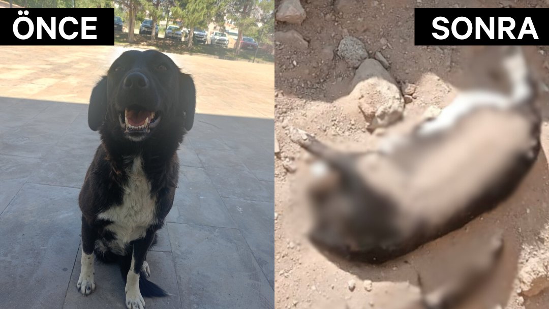 “Kanuna ve vicdana uygun!”
#NiğdedeKatliamVar 

Fotoğraftaki engelli köpek Niğde'de katledilen ve toplu mezara atılan yüzlerce köpekten biri.

Niğde Belediyesi'nin yasanın çıkmasını bile beklemeden katliama başladığı ortaya çıktı. Bölgeye giden gönüllülerin aktardığına göre