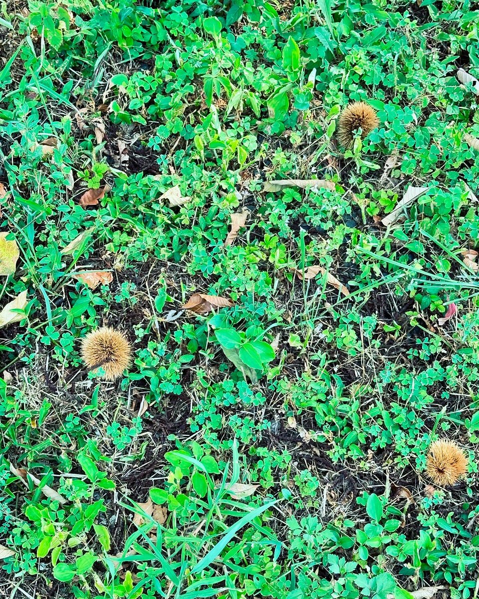 夏の猛暑真っ最中でも秋を感じる🌰🍂
季節の流れを感じつつ気持ちいい

#豊橋 
#石巻 
#秋空 
#ルプラボウ 
#ルプラボウトリコ