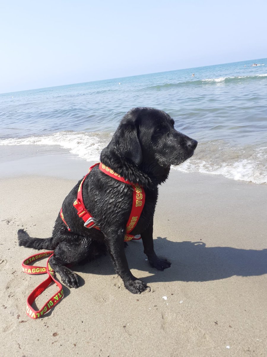 morinatre's tweet photo. La mia Olivia cane da Salvataggio UCSN https://t.co/Q3xSovNbtU
