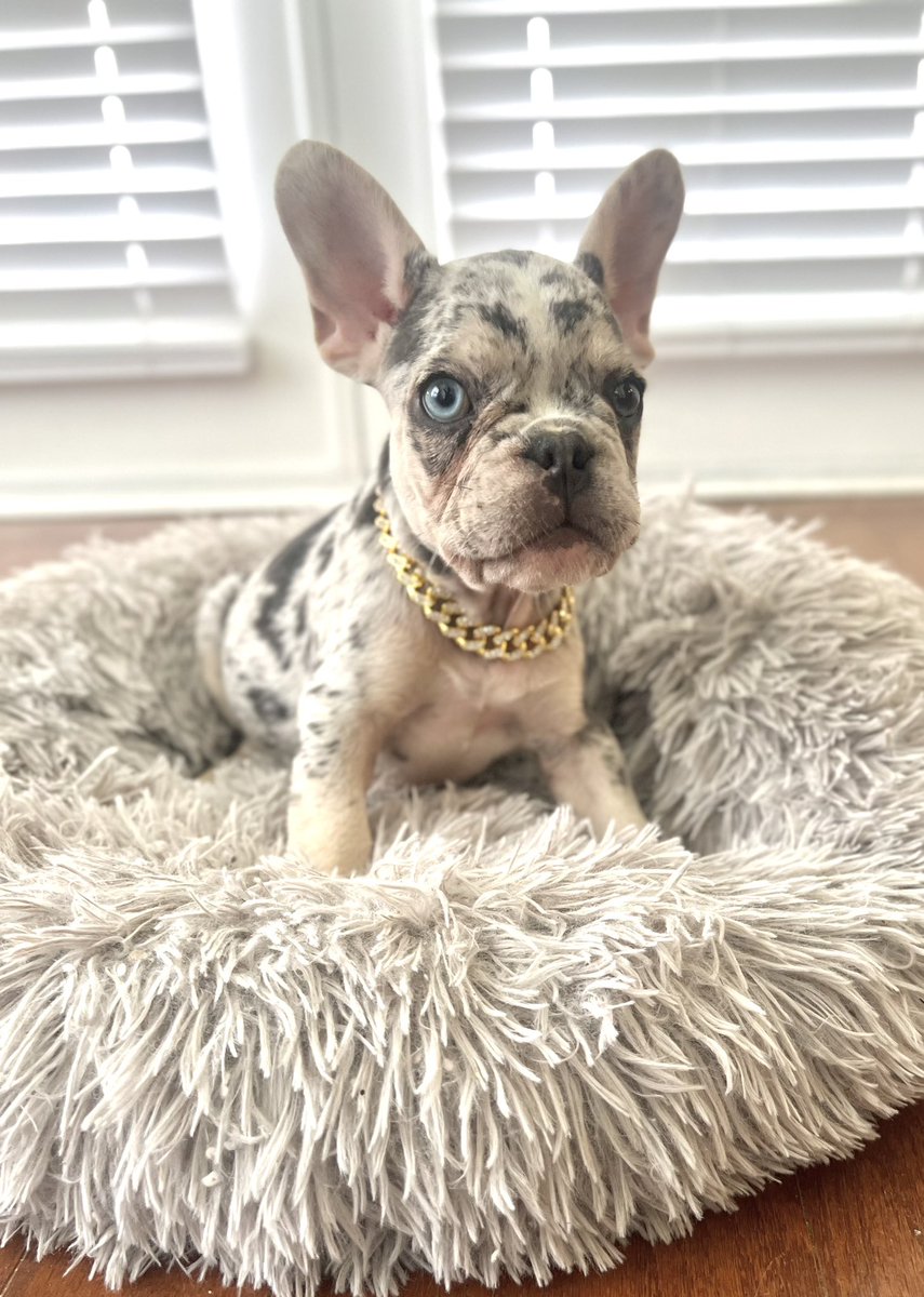 Xavier Boyce tweet media