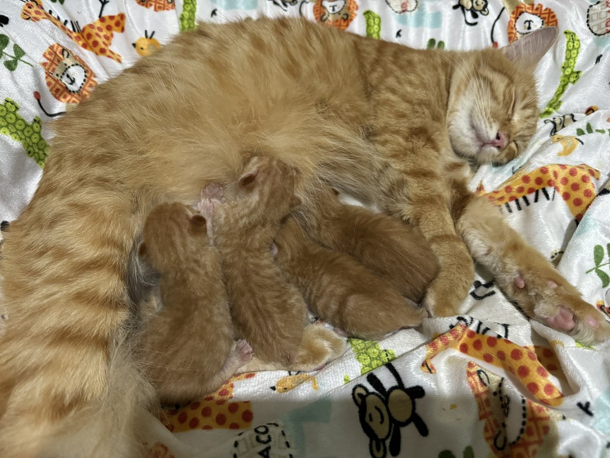 miuw_Ta's tweet photo. 2-days-old miaw nuggets 🦁 https://t.co/jGtNnJegM2