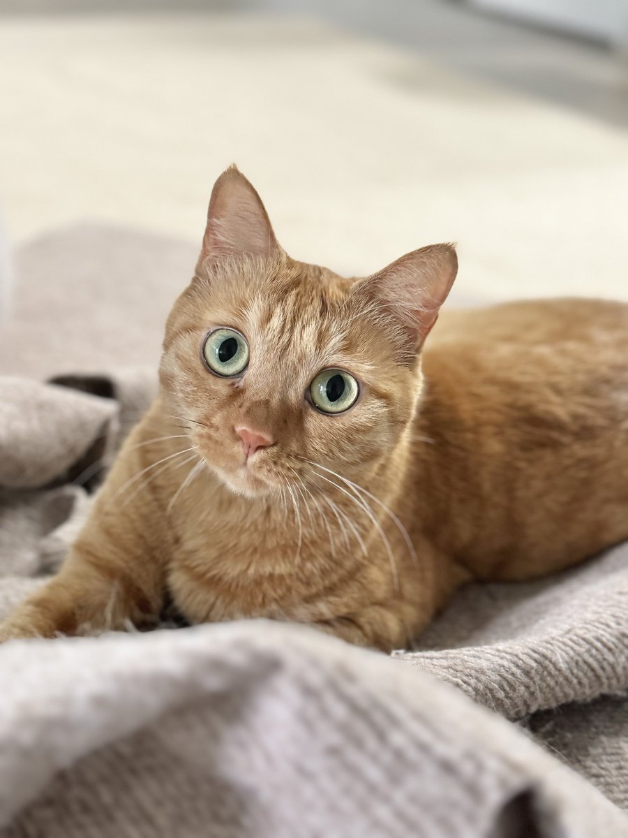 고양이의 날 💕