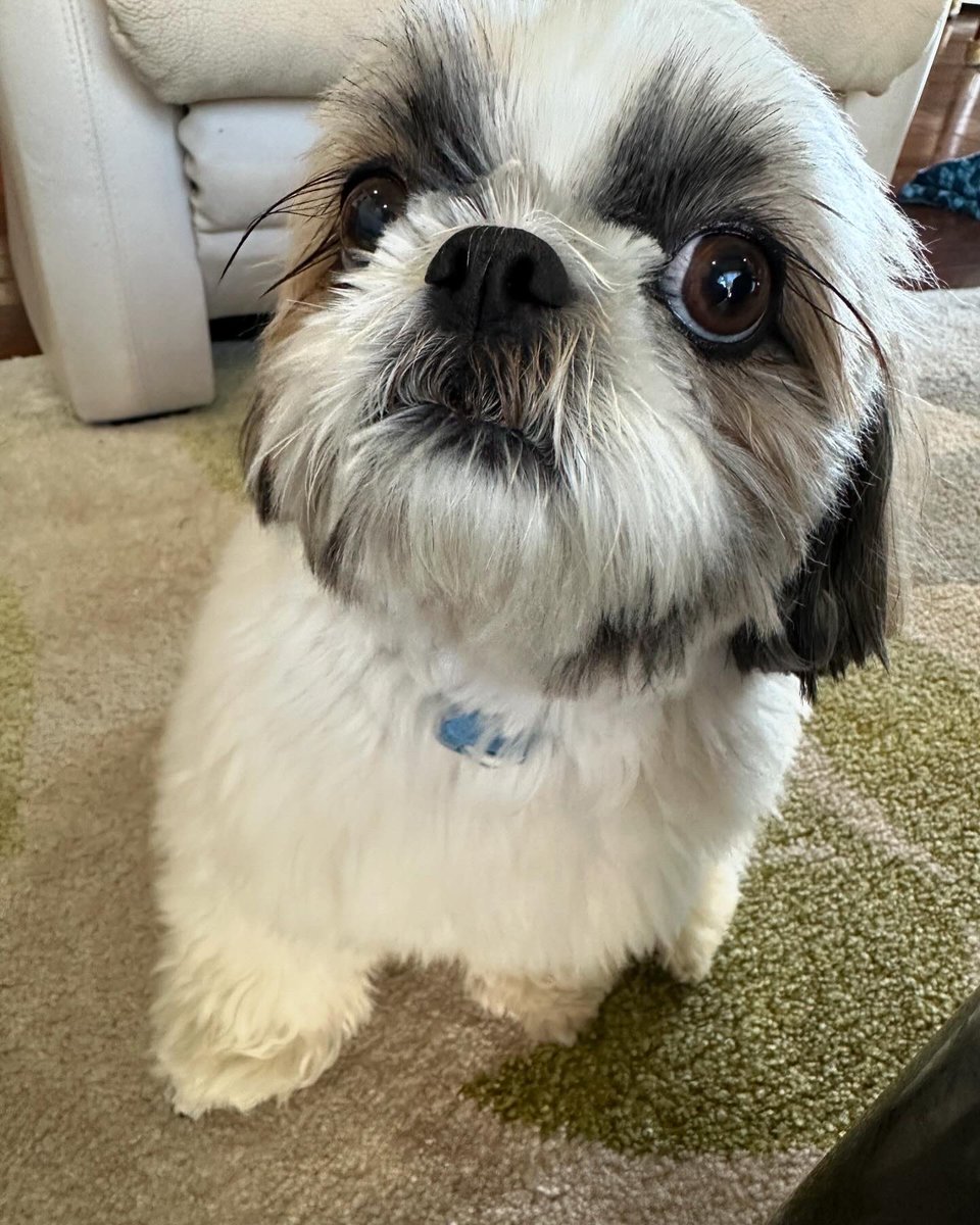 rorohime's tweet photo. ロロコです🐶 https://t.co/zXE3HgyX4J