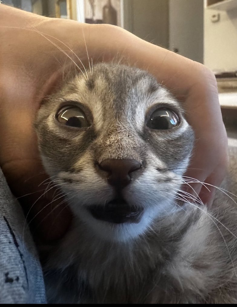 CatsHeld's tweet photo. https://t.co/hSNL7M7KH7