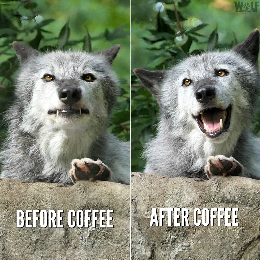 nywolforg's tweet photo. Wolves are essential. So is coffee 😉 https://t.co/gwdLtiY3Km