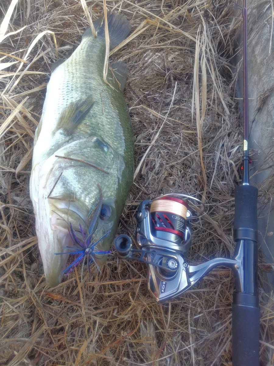 Stallion4829's tweet photo. カレントも弱まり水が悪くなってきた頃にKugiラバのデジ巻きに戻すと一投目から50.5cm1560g👍
#筑後クリーク
#バスフィッシング
#Legaredesign
#kugiラバ
#DUEL
#Pazdesign
#ZPI
#TEAMZELOS
#プロアーム40
#NOIKE
#ピンテールスティック3
#NOIKEマーケティング
#PR https://t.co/FjGWnciAEH