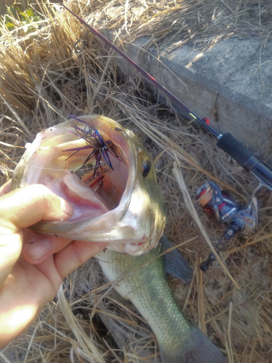 Stallion4829's tweet photo. カレントも弱まり水が悪くなってきた頃にKugiラバのデジ巻きに戻すと一投目から50.5cm1560g👍
#筑後クリーク
#バスフィッシング
#Legaredesign
#kugiラバ
#DUEL
#Pazdesign
#ZPI
#TEAMZELOS
#プロアーム40
#NOIKE
#ピンテールスティック3
#NOIKEマーケティング
#PR https://t.co/FjGWnciAEH