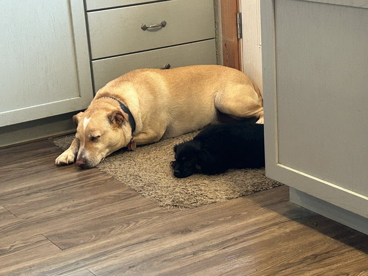 gomer2323's tweet photo. I think they are begging. Nothing to begin with for. #AlaskaPets https://t.co/iSEgbQ375i
