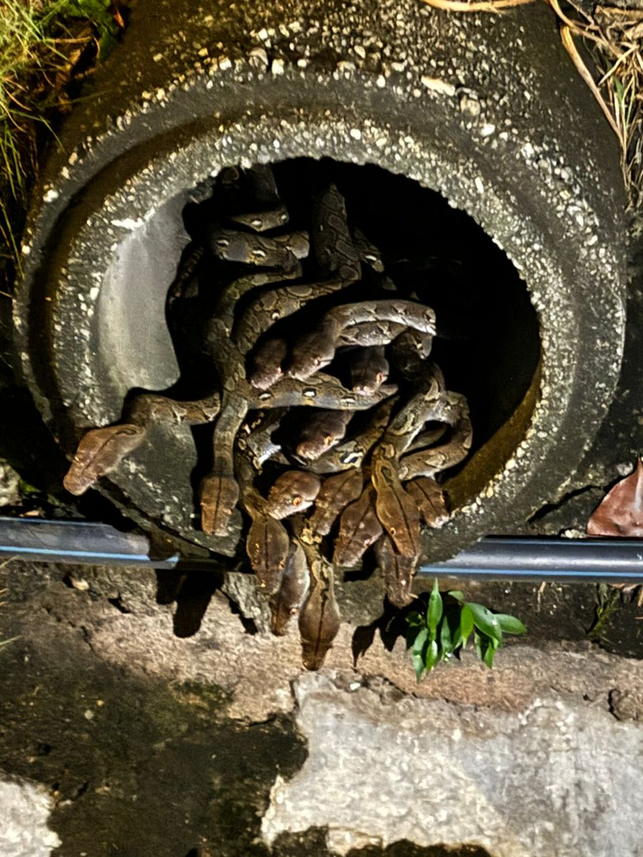 HarizMohdWrites's tweet photo. ULAR DI SHAH ALAM

Pasukan bomba telah menangkap 29 ekor ular sawa yang berada dalam sebuah saluran longkang di Seksyen 20, Shah Alam kira-kira jam 10 malam Rabu.

Kesemua reptilia berkenaan kemudiannya telah dilepaskan di sebuah lokasi selamat.

Good luck Shah Alam people 😅 https://t.co/V7ycyJ6d3r