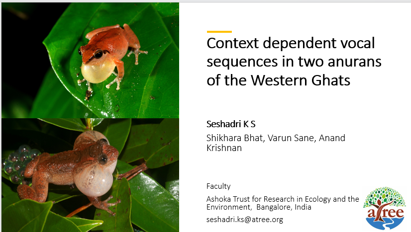 ಶೇಷಾದ್ರಿ ಕೆ ಎಸ್| Seshadri K S (@ksseshadri) on Twitter photo Ever wondered if frogs sing to their audience?
Don't miss the talk on our work at the #wch10 today, 8th August. 3:15 pm, Room 4!. Presenting at the <a href="/WCHerp/">World Congress of Herpetology</a> Kuching, Malaysia.
<a href="/atree_org/">ATREE</a> <a href="/ShikharaBhat/">Shikhara Bhat</a> <a href="/SaneVarun/">Varun Sane</a> Ever wondered if frogs sing to their audience?
Don't miss the talk on our work at the #wch10 today, 8th August. 3:15 pm, Room 4!. Presenting at the <a href="/WCHerp/">World Congress of Herpetology</a> Kuching, Malaysia.
<a href="/atree_org/">ATREE</a> <a href="/ShikharaBhat/">Shikhara Bhat</a> <a href="/SaneVarun/">Varun Sane</a>