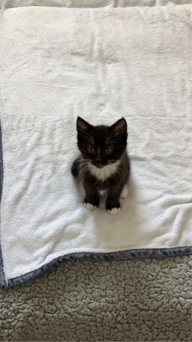 tobinlv's tweet photo. 6 months of Morty 🐈‍⬛ https://t.co/0g9jvVJHu8