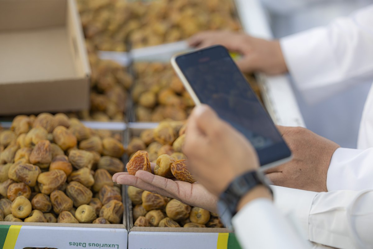 Burayda_carnivl's tweet photo. Known as the capital of dates in Saudi Arabia, Buraidah produces over 528 thousand tons of dates annually, which makes over half of the country's total date production. #DateProduction #DateCapital #Buraidah #SaudiAgriculture https://t.co/xyiLULcT1G