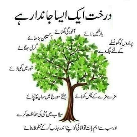 سویرا tweet media