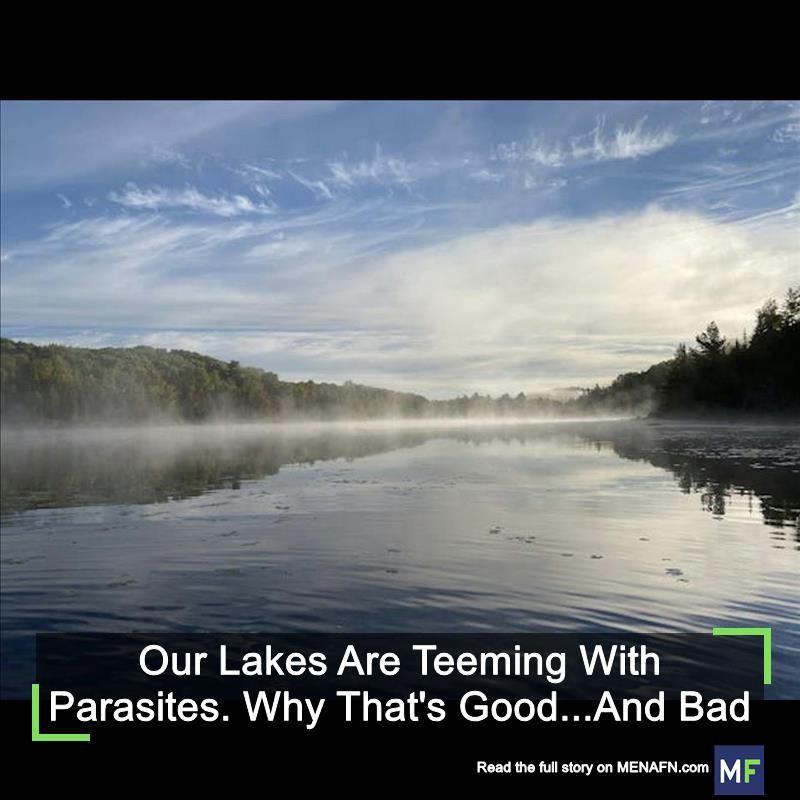 MENAFN's tweet image. Our Lakes Are Teeming With Parasites. Why That's Good...And Bad #Lakes #Teeming #Parasites. #That's #Good...And #USA #Russia #Biden #Ukraine #War #Palestine #Gaza #Israel # dlvr.it/TBdpTV