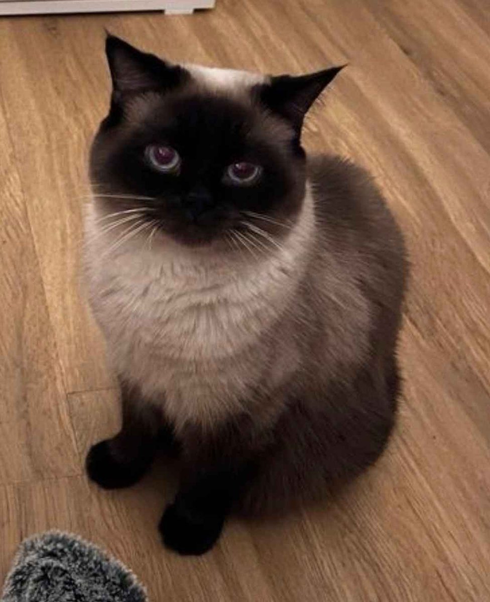 Zerberus🐯 tweet media