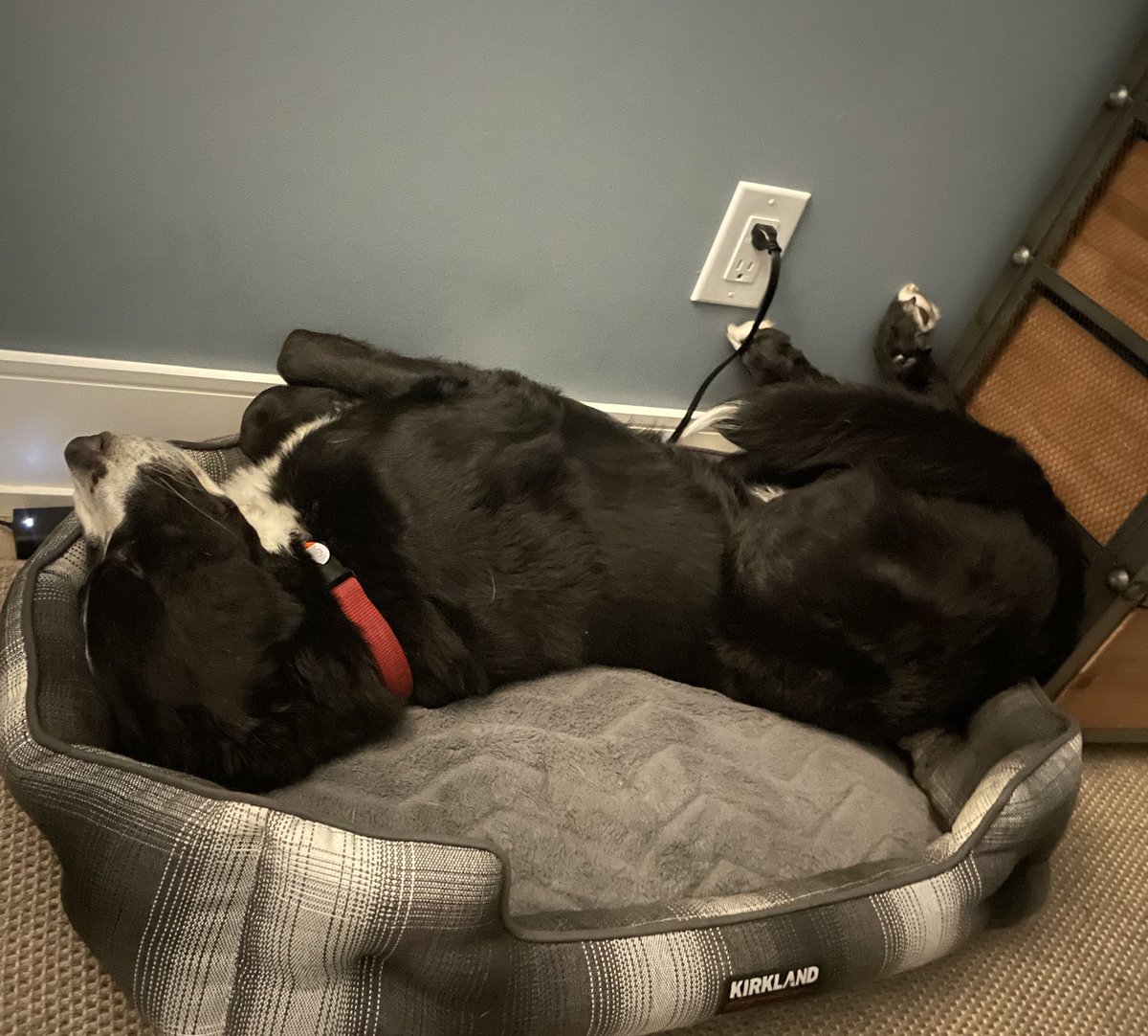 DutchieHuigens's tweet image. Plugged in and recharging overnight. So easy, despite what those ICE dog owners say. 
#EDog #LokiPic