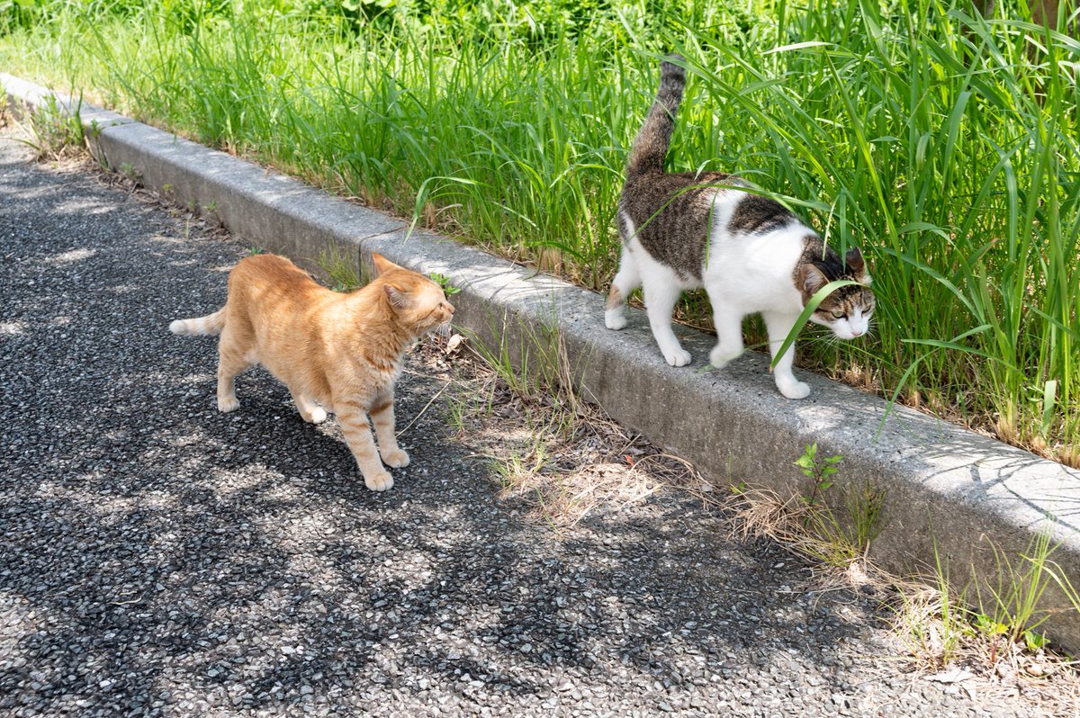 KyushuUniv_EN's tweet photo. Today, August 8, is International Cat Day! Like many universities in Japan, #KyushuU has its share of cats around Ito Campus.
#KyushuUniversity #Cat #InternationalCatDay #ItoCampus #Itoshima #Fukuoka #Japan #猫 #世界猫の日 #伊都キャンパス #糸島 #福岡 #九州大学 #九大 https://t.co/smNhQIeKrQ