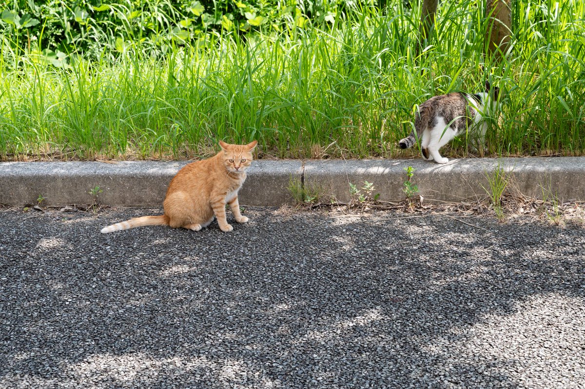 KyushuUniv_EN's tweet photo. Today, August 8, is International Cat Day! Like many universities in Japan, #KyushuU has its share of cats around Ito Campus.
#KyushuUniversity #Cat #InternationalCatDay #ItoCampus #Itoshima #Fukuoka #Japan #猫 #世界猫の日 #伊都キャンパス #糸島 #福岡 #九州大学 #九大 https://t.co/smNhQIeKrQ