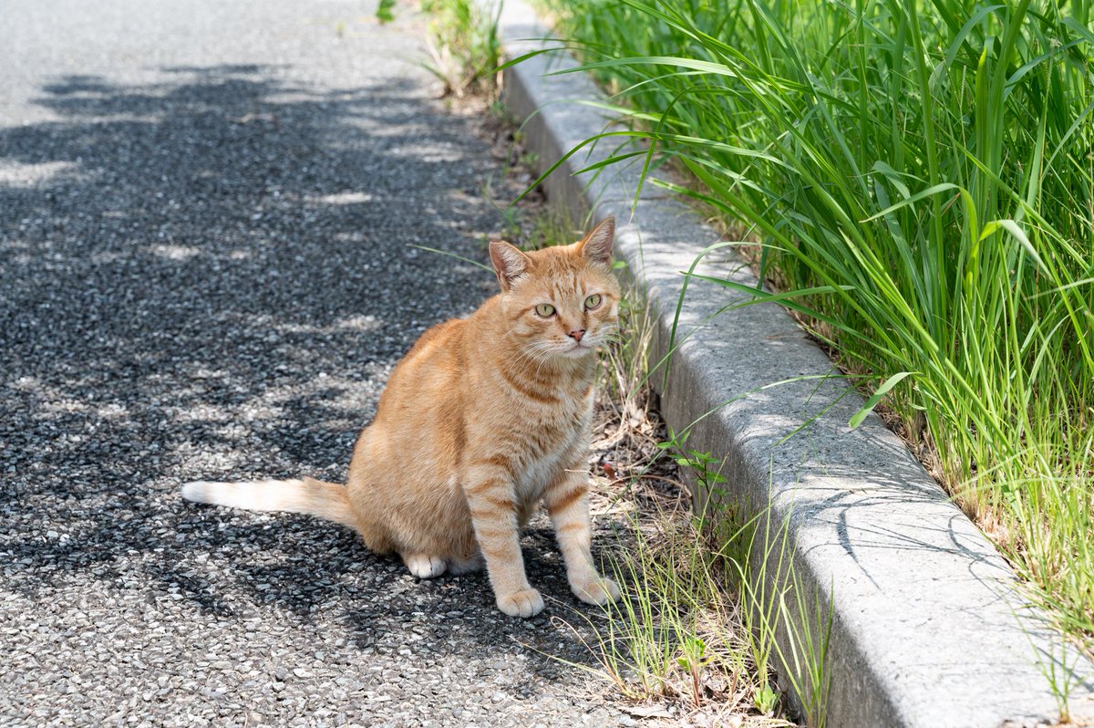 KyushuUniv_EN's tweet photo. Today, August 8, is International Cat Day! Like many universities in Japan, #KyushuU has its share of cats around Ito Campus.
#KyushuUniversity #Cat #InternationalCatDay #ItoCampus #Itoshima #Fukuoka #Japan #猫 #世界猫の日 #伊都キャンパス #糸島 #福岡 #九州大学 #九大 https://t.co/smNhQIeKrQ