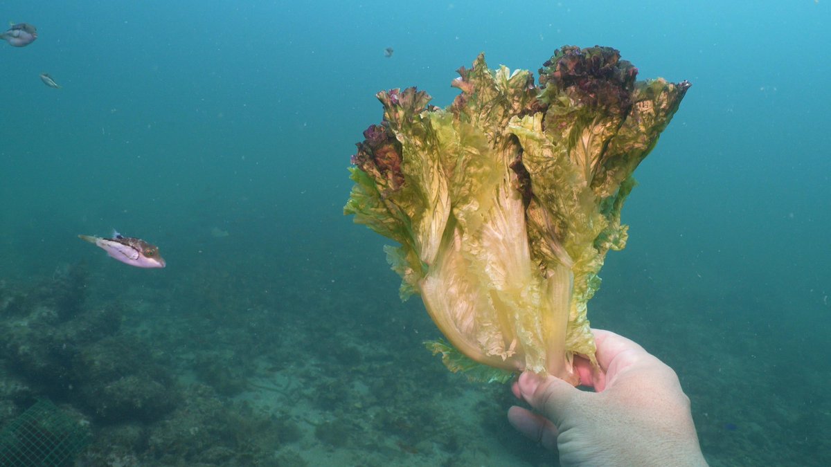 suichan7's tweet image. ライフハックです。
レタスや白菜を持って海中１０ｍ位まで潜れば、海水＋水圧で簡単に浅漬けができます。ご参考まで