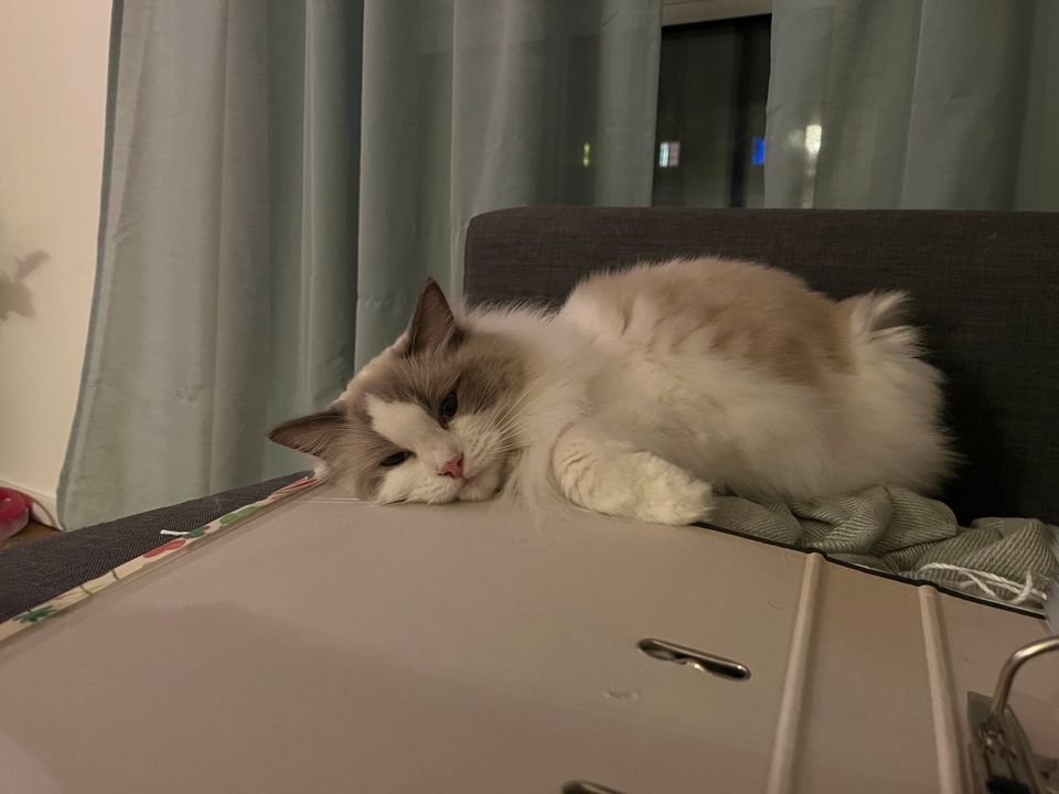 Zerberus🐯 tweet media