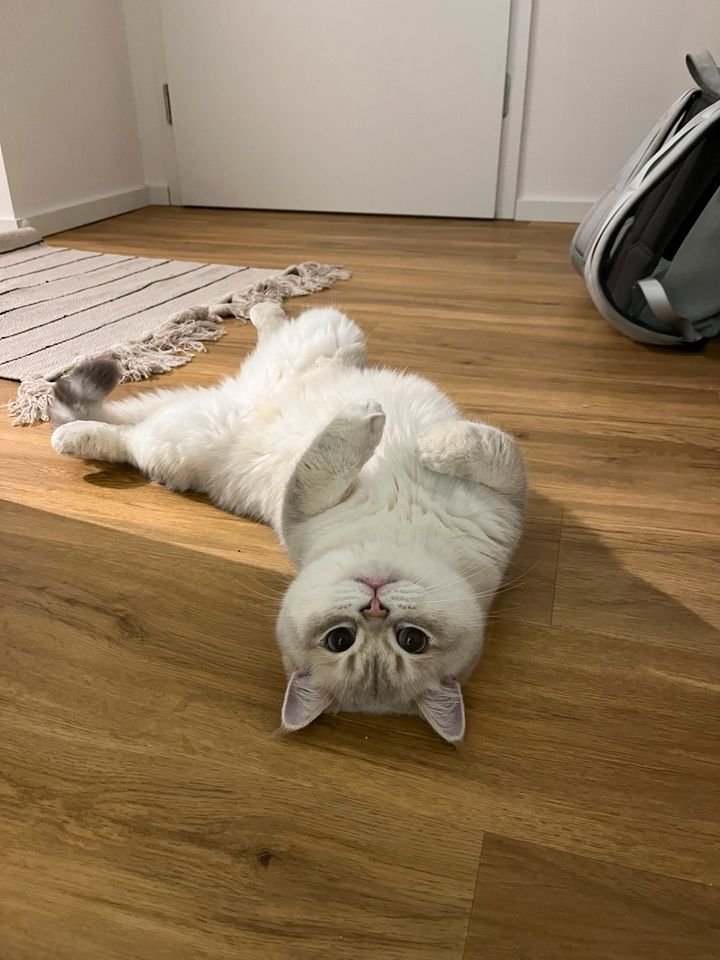 Zerberus🐯 tweet media