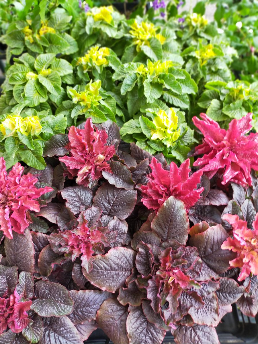 BFogiSTAFF's tweet photo. 派手目な色の観葉植物入荷してます！お花もあります！ https://t.co/uJ0TfC4N1e