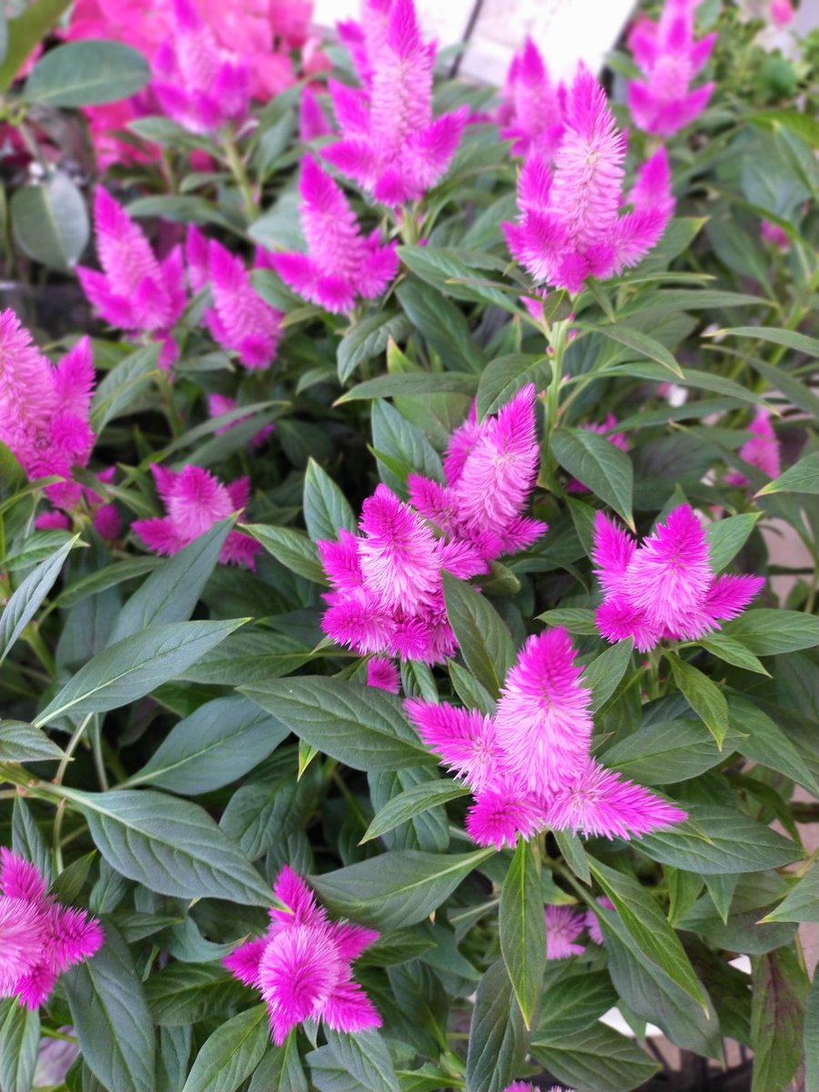 BFogiSTAFF's tweet photo. 派手目な色の観葉植物入荷してます！お花もあります！ https://t.co/uJ0TfC4N1e