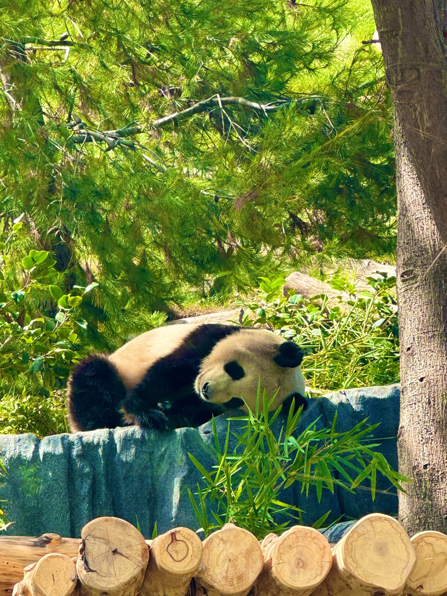 K_Schallhorn's tweet image. absolute PANDAmonium today with @heathermcrea 🐼 @sandiegozoo 

#americasfinestpandas #pandiego