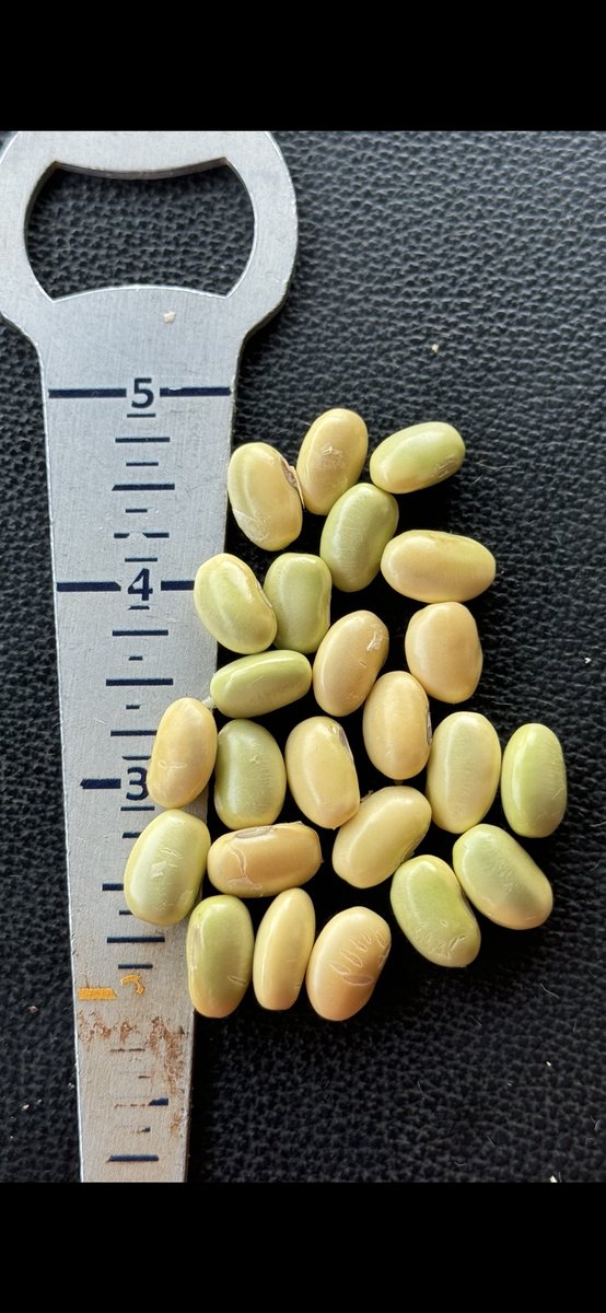 As we’re starting up soybean harvest this year it’s got me thinking back on the past 12 months. A year ago my farming world completely changed when we were fortunate enough to break the world record for soybeans. I’ve been able to travel places and meet people that I never could
