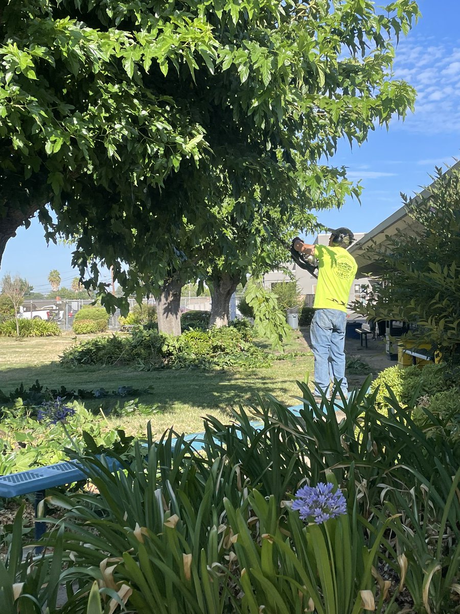Lauren Ashton (@laurenn_ashton) on Twitter photo At each of the elementary #schools I visited today there were <a href="/MDUSDFacilities/">MDUSD Maintenance, Operations & Facilities</a> Landscapers working hard to make sure our #schools are a beautiful & welcoming place for our #students! ๐ณ Looking forward to welcoming everyone to the 24-25 school year! 
<a href="/MtDiabloUSD/">MDUSD</a> #backtoschool At each of the elementary #schools I visited today there were <a href="/MDUSDFacilities/">MDUSD Maintenance, Operations & Facilities</a> Landscapers working hard to make sure our #schools are a beautiful & welcoming place for our #students! ๐ณ Looking forward to welcoming everyone to the 24-25 school year! 
<a href="/MtDiabloUSD/">MDUSD</a> #backtoschool