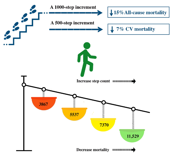 jacksonfyfe's tweet photo. Even walking can improve health.

But how many daily steps are needed for benefits?

This meta-analysis of 17 studies with almost 227,000 participants found just 4000 steps/day can reduce the risk of all-cause mortality.

It also found:

- A 1000-step increase was associated with a 15% reduced risk of all-cause mortality
- A 500-step increase correlated with a 7% reduction in cardiovascular mortality

The “optimal” daily step count is elusive - but the threshold for benefit is less than many think.

https://t.co/iC40sm3QHA