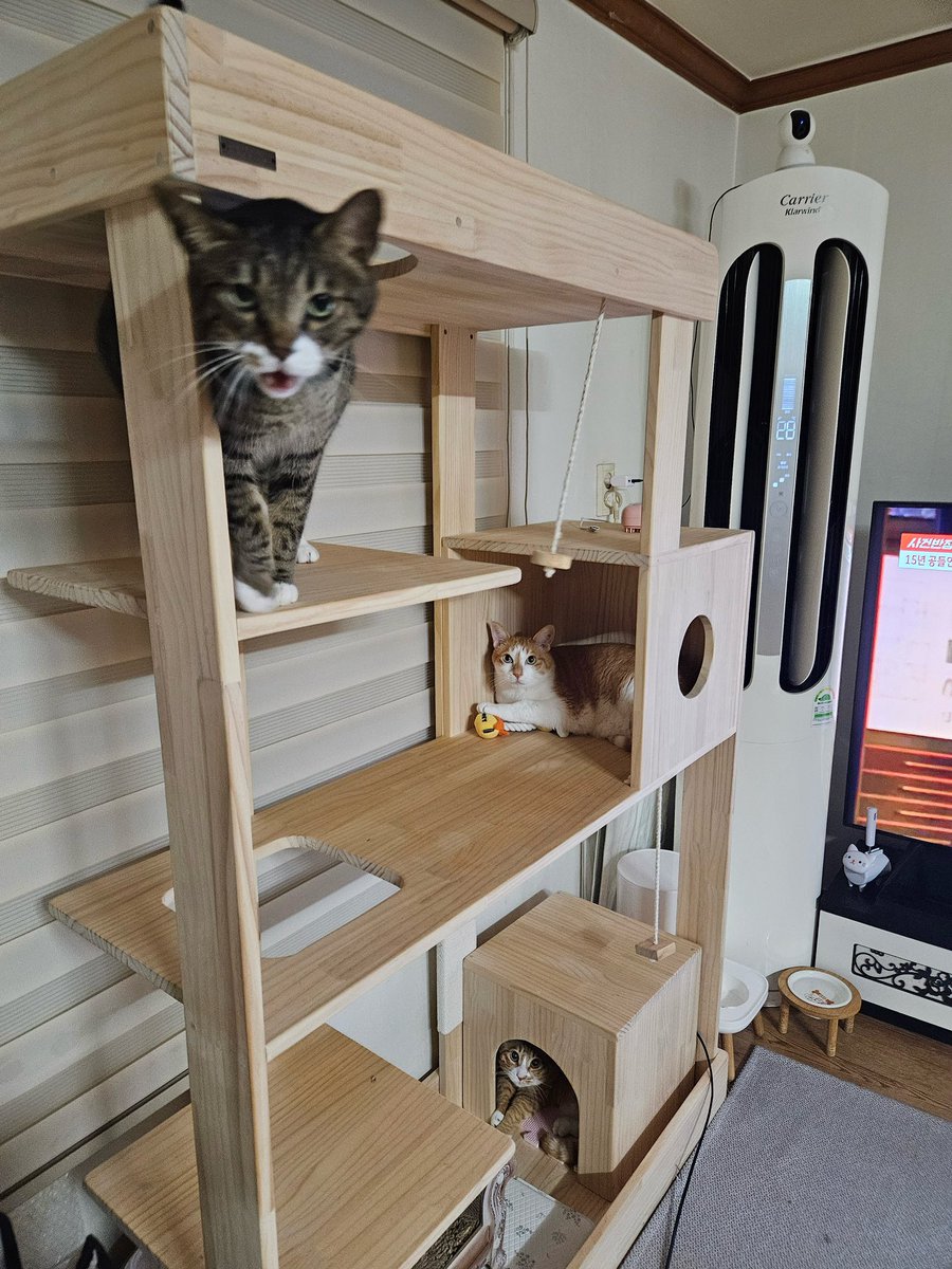 🐰- 🌱 
[080824] 11:19 AM KST

*PICTURES

Cat day