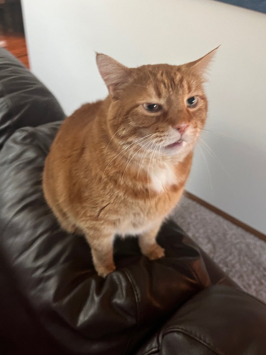caught a pic of my cat right before he sneezed and now i can’t stop laughing