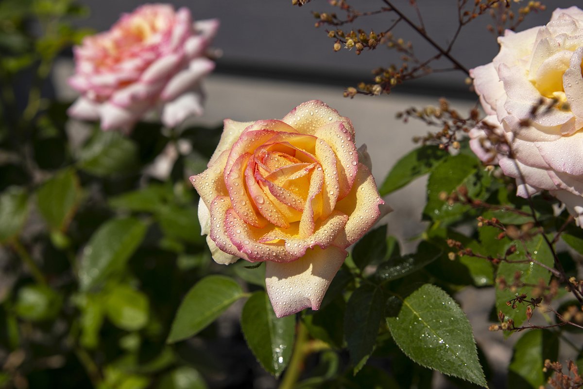 AmberDesign_'s tweet image. I love the smell of roses! This year for Mother's Day, I bought myself 7 hybrid teas. This one is call Peace.

Did you know I used to work for a memorial park focusing on tending their rose gardens? It was such a honor &amp;amp; joy to keep the roses looking happy.

#roses #dew #happy