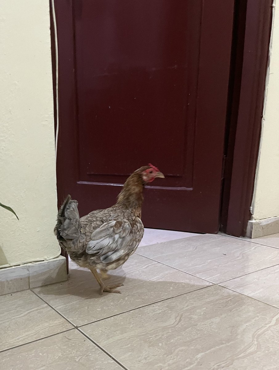 izaris's tweet photo. Me regalaron una gallina con una patita menos… ¿qué nombre le pongo? 🥹 https://t.co/w3YCp5C5E8