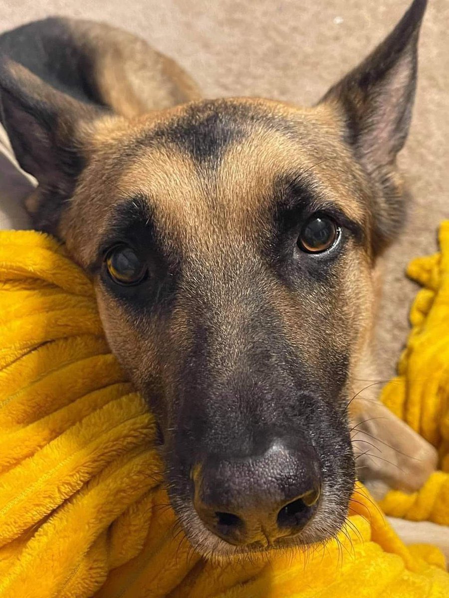 Happy Dog tweet media