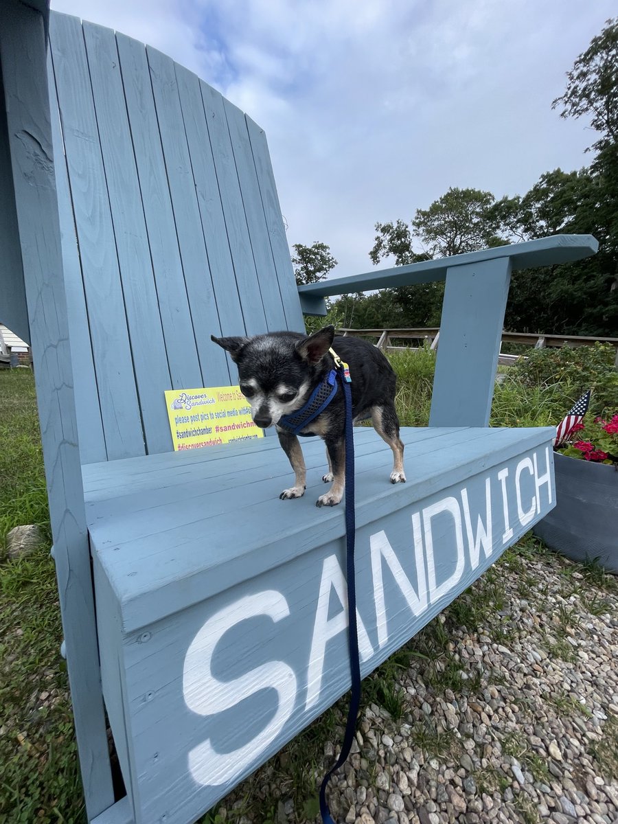sasysquatchgirl's tweet image. Well I tried to get his picture on the chair…he wasn’t having it.
#sandwichchamber #sandwichma #rescuedogs #seniorrescue #adoptdontshop