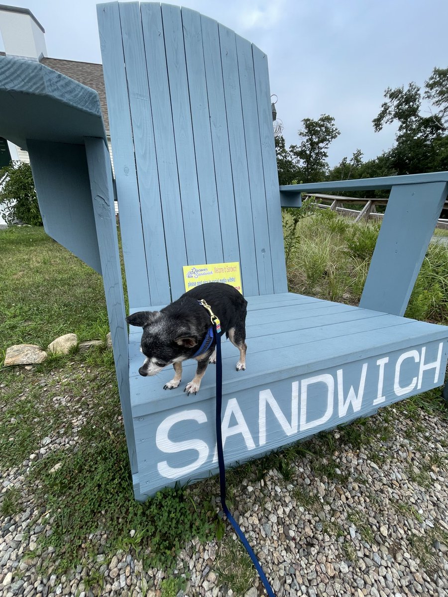 sasysquatchgirl's tweet image. Well I tried to get his picture on the chair…he wasn’t having it.
#sandwichchamber #sandwichma #rescuedogs #seniorrescue #adoptdontshop