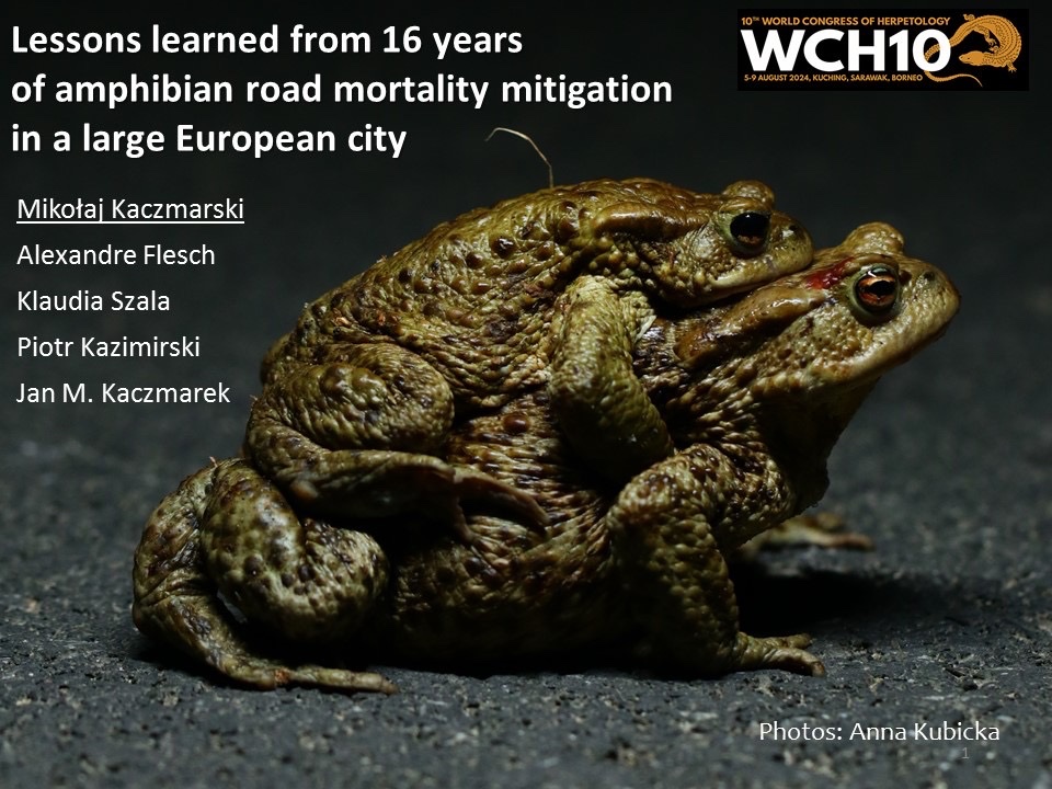 Mikołaj Kaczmarski (@mrtraszka) on Twitter photo „Lessons learned from 16 years of amphibian road mortality mitigation in a large European city” 🐸🚘🐸🐸🚗🚐🐸🚕
Come to my talk today in the #WCH10 to listen about road mortality mitigation! Room 14 at 12:45pm!! #Borneo #WCH10 Photo: <a href="/akuksu/">Anna Maria Kubicka</a> <a href="/izpuls/">Department of Zoology</a> @up_poznan „Lessons learned from 16 years of amphibian road mortality mitigation in a large European city” 🐸🚘🐸🐸🚗🚐🐸🚕
Come to my talk today in the #WCH10 to listen about road mortality mitigation! Room 14 at 12:45pm!! #Borneo #WCH10 Photo: <a href="/akuksu/">Anna Maria Kubicka</a> <a href="/izpuls/">Department of Zoology</a> @up_poznan