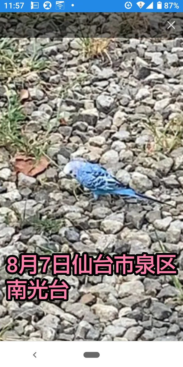 toshi5401123's tweet photo. #宮城県 #仙台市 にて8月7日と8日に同じ子と思われる #迷子セキセイインコ ちゃんが #目撃 されています。近隣でロストされた方いらっしゃいませんか？連日目撃されています。おそらく #泉区南光台 付近で居ついてると思われます。お近くの方どなたか保護に向かって頂けませんか
#小松島4丁目境目 https://t.co/ZuB4ULcmgF