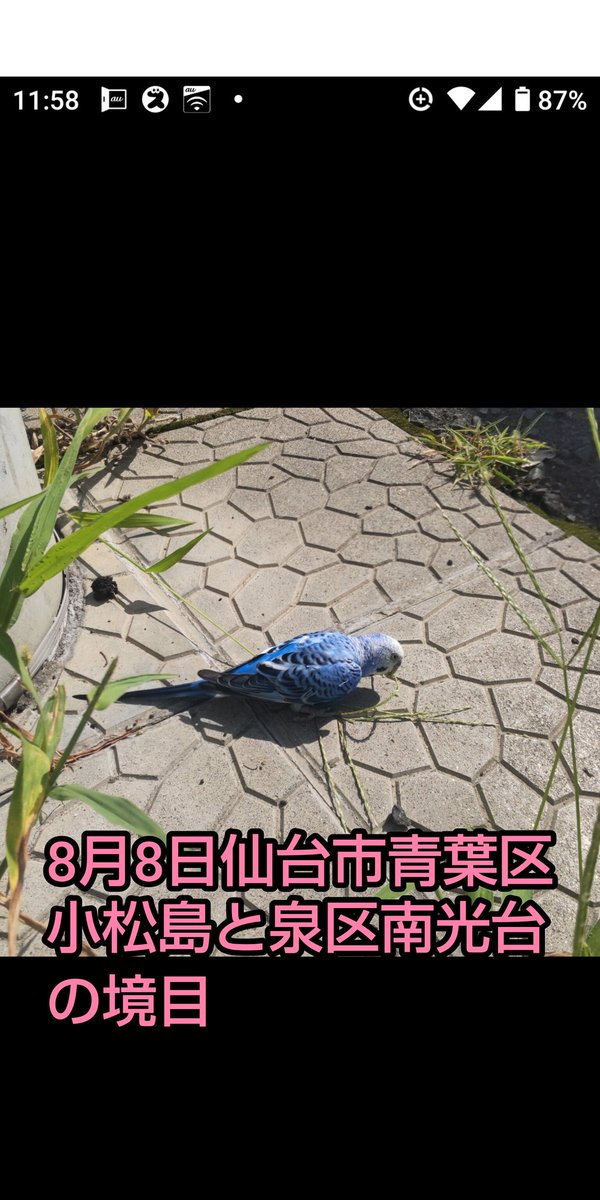 toshi5401123's tweet photo. #宮城県 #仙台市 にて8月7日と8日に同じ子と思われる #迷子セキセイインコ ちゃんが #目撃 されています。近隣でロストされた方いらっしゃいませんか？連日目撃されています。おそらく #泉区南光台 付近で居ついてると思われます。お近くの方どなたか保護に向かって頂けませんか
#小松島4丁目境目 https://t.co/ZuB4ULcmgF
