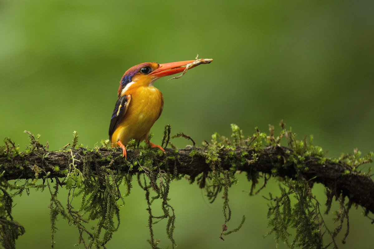 manuaiyappa28's tweet photo. Oriental dwarf kingfisher #kingfisher #kingfishersofinstagram #kingfisherofinstagram #beautifulbirds #colourfulbirds #canon #canonphotography #birdinglounge #birdphotography #birdphoto https://t.co/OvVV6Ji6fz