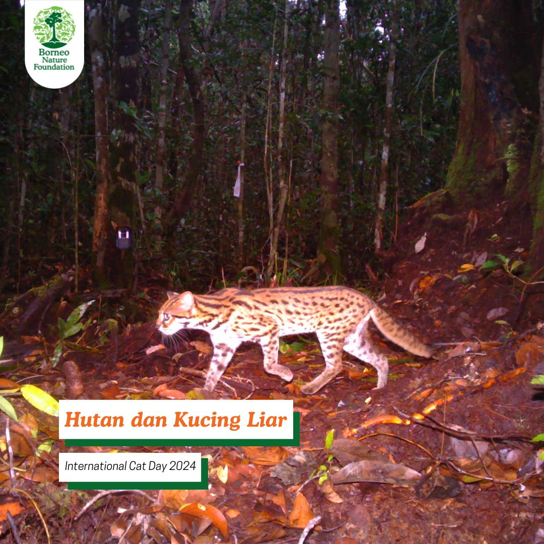 🐾 Hari Kucing Internasional! 🐾

Hari ini, mari kita rayakan keajaiban kucing liar yang menghuni hutan Kalimantan Tengah. Yuk kita bersatu dalam melindungi hutan dan kucing liar, agar keduanya dapat terus berkembang bersama. 

#InternationalCatDay #HariKucingInternasional