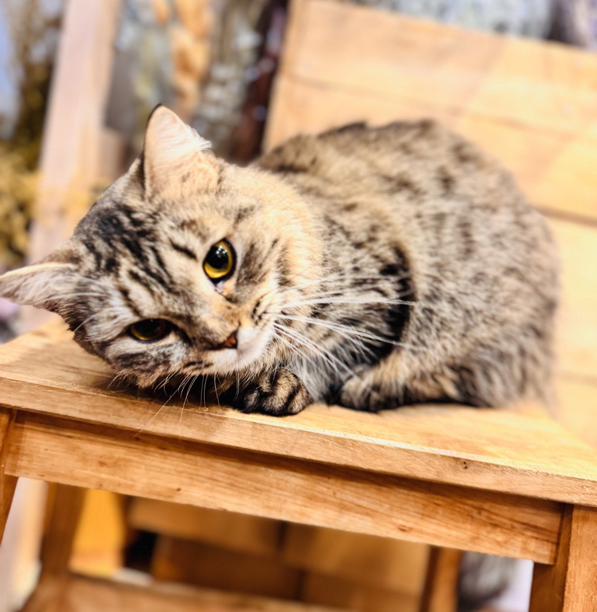 你在看我嗎？✨