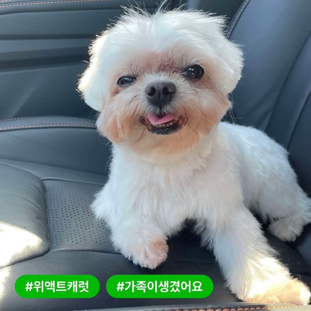 sounds_of_cheol's tweet photo. "in seventeen's song 'Together' there are lyrics that say, 'even if the world turns upside down, we will never lose our way and will walk straight ahead. let's go together' scoups righteous steps have become a beacon of hope for the rescue dogs"

seungcheol ❤️‍🩹 https://t.co/O3YOJ5NMMT